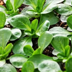 Pachet XXL Seminte valeriana Verde de Cambrai 10.000buc.
