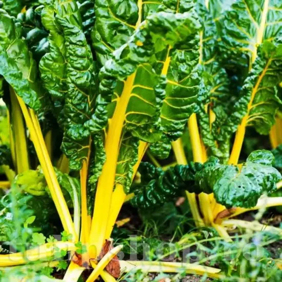 Pachet XXL Seminte Swiss Chard Bright Yellow 3.000buc. recolta sfecla swiss chard bright yellow frunze verzi petiol galben stralucitor premium