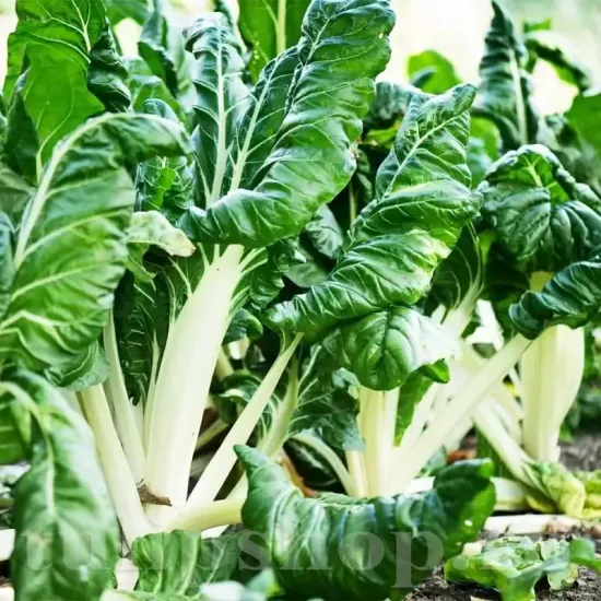 recolta sfecla swiss chard lucullus green frunze crepe petiol alb savuros premium