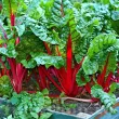 Pachet XXL Seminte Swiss Chard Rhubarb Red 3.000buc. recolta sfecla swiss chard rhubarb red frunze intunecate petiol rosu intens premium 110x110