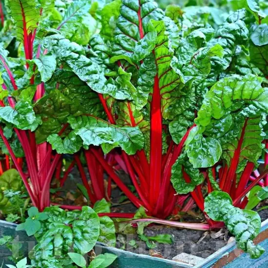 Pachet XXL Seminte Swiss Chard Rhubarb Red 3.000buc. recolta sfecla swiss chard rhubarb red frunze intunecate petiol rosu intens premium