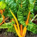 Pachet XXL Seminte Swiss Chard Bright Yellow 3.000buc.
