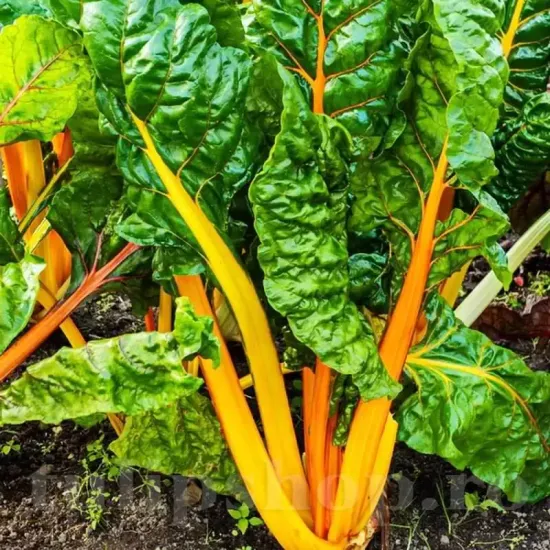 Pachet XXL Seminte Swiss Chard Bright Yellow 3.000buc. seminte sfecla swiss chard bright yellow pachet xxl distribuitori en gros seminte