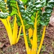 Pachet XXL Seminte Swiss Chard Bright Yellow 3.000buc. seminte sfecla swiss chard bright yellow pachet xxl gospodari tulpini aurii gradina 110x110