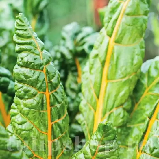 Pachet XXL Seminte Swiss Chard Bright Yellow 3.000buc. seminte sfecla swiss chard bright yellow pachet xxl producatori mangold galben