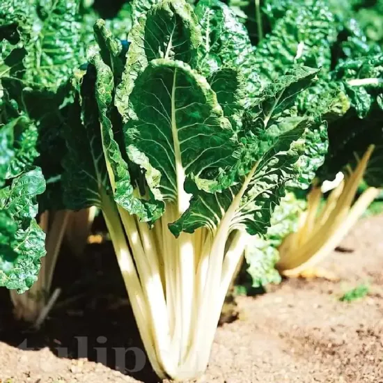 seminte sfecla swiss chard lucullus green pachet xxl distribuitori en gros seminte
