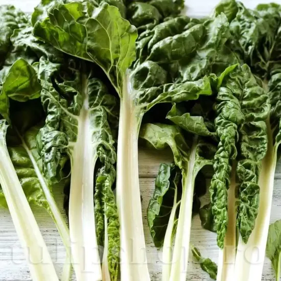 seminte sfecla swiss chard lucullus green pachet xxl gospodari tulpini albe gradina