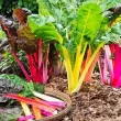 Pachet XXL seminte sfecla Swiss Chard Multicolor mix 3.000buc. seminte sfecla swiss chard mix pachet xxl gospodari tulpini colorate gradina 110x110