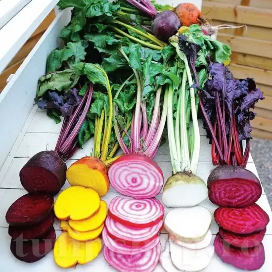 Pachet XXL seminte sfecla Swiss Chard Multicolor mix 3.000buc. seminte sfecla swiss chard mix pachet xxl producatori mangold multicolor