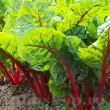 Pachet XXL Seminte Swiss Chard Rhubarb Red 3.000buc. seminte sfecla swiss chard rhubarb red pachet xxl distribuitori en gros seminte 110x110