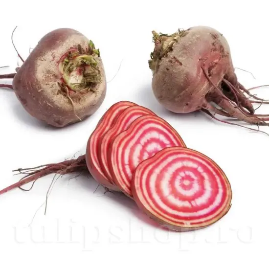 Pachet XXL seminte sfecla Tonda di Chioggia 3.000buc. seminte sfecla tonda di chioggia pachet xxl distribuitori en gros seminte