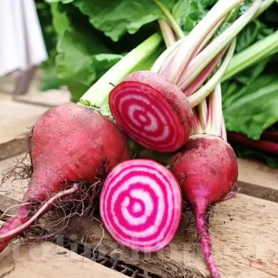 Pachet XXL seminte sfecla Tonda di Chioggia 3.000buc. seminte sfecla tonda di chioggia pachet xxl gospodari radacini rotunde gradina