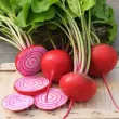 Pachet XXL seminte sfecla Tonda di Chioggia 3.000buc. seminte sfecla tonda di chioggia pachet xxl producatori sfecla rosie alba 110x110