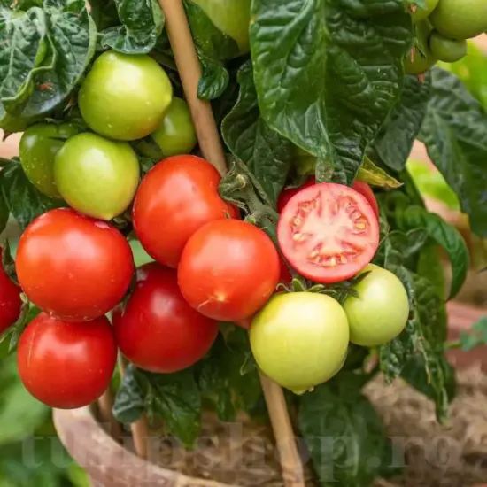 Pachet XXL seminte tomate Balkonstar 1.000buc. recolta tomate balkonstar gust delicios fructe mici rotunde premium