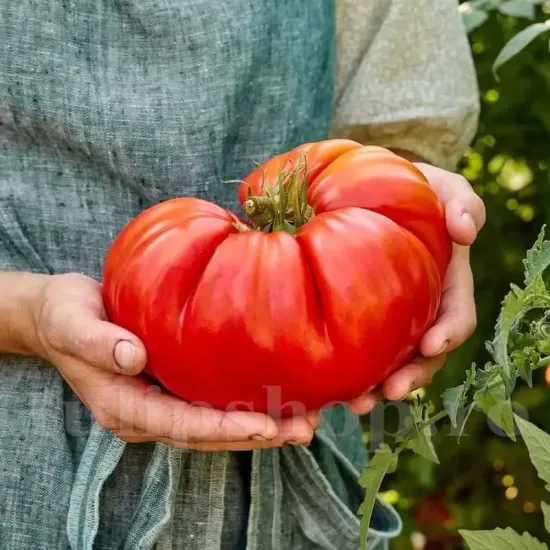 recolta tomate beefsteak gust traditional miez dens fructe voluminoase premium