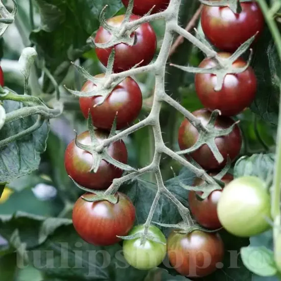 Pachet XXL seminte tomate Black Cherry 2.000buc. recolta tomate black cherry gust dulce aromat fructe mici rotunde premium