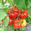 Pachet XXL seminte tomate Costoluto Fiorentino 1.000buc. recolta tomate costoluto fiorentino gust intens traditional miez carnos premium 110x110