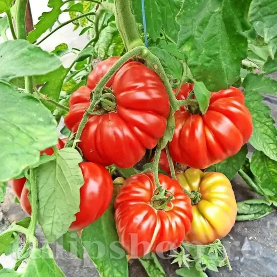 Pachet XXL seminte tomate Costoluto Fiorentino 1.000buc. recolta tomate costoluto fiorentino gust intens traditional miez carnos premium