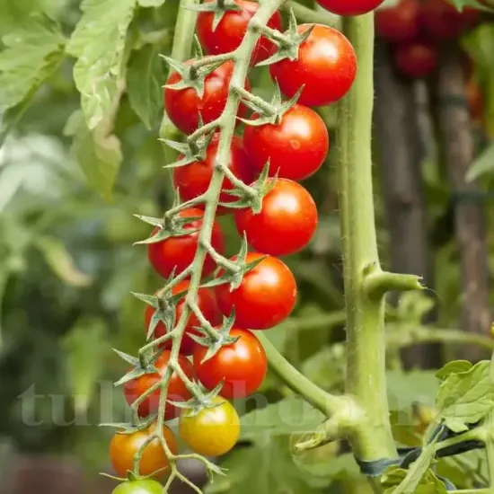 recolta tomate gardeners delight gust excelent foarte dulce fructe mici premium