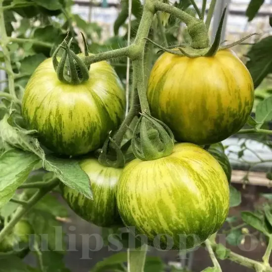 Pachet XXL seminte tomate Green Zebra 1.000buc. recolta tomate green zebra gust acidulat aromat fructe verzi dungate premium