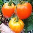 Pachet XXL seminte tomate Inima de Bou Orange 1.000buc. recolta tomate inima de bou orange gust dulce fructat miez carnos premium 110x110