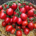 Pachet XXL seminte tomate Principe Borghese 2.000buc.