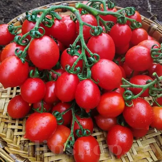 Pachet XXL seminte tomate Principe Borghese 2.000buc. recolta tomate principe borghese gust concentrat ideale deshidratare fructe mici premium