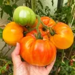 Pachet XXL seminte tomate Ananas 1.000buc. seminte tomate ananas pachet xxl gospodari tomate bicolore gradina 110x110