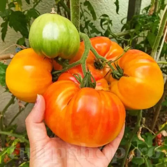 Pachet XXL seminte tomate Ananas 1.000buc. seminte tomate ananas pachet xxl gospodari tomate bicolore gradina