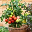 Pachet XXL seminte tomate Balkonstar 1.000buc. seminte tomate balkonstar pachet xxl distribuitori en gros seminte 110x110