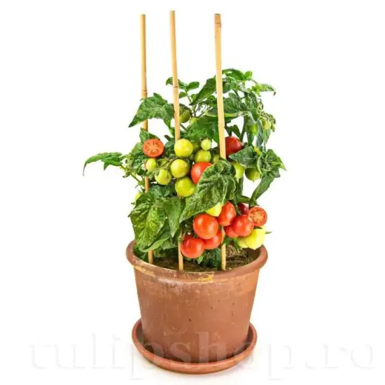 Pachet XXL seminte tomate Balkonstar 1.000buc. seminte tomate balkonstar pachet xxl gospodari tomate ghiveci gradina
