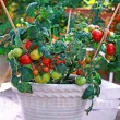 Pachet XXL seminte tomate Balkonstar 1.000buc. seminte tomate balkonstar pachet xxl producatori rosii pitice balcon 110x110