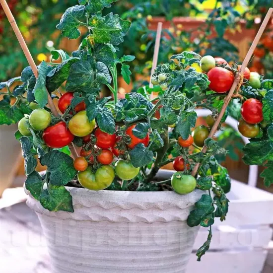 Pachet XXL seminte tomate Balkonstar 1.000buc. seminte tomate balkonstar pachet xxl producatori rosii pitice balcon