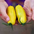 Pachet XXL seminte tomate Banana Legs 1.000buc.