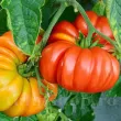 seminte tomate beefsteak pachet xxl distribuitori en gros seminte 110x110