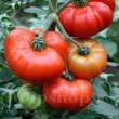 seminte tomate beefsteak pachet xxl gospodari tomate gigant gradina 110x110