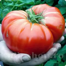 Pachet XXL seminte tomate Beefsteak 1.000buc. Pachet XXL seminte tomate Beefsteak 1.000buc.