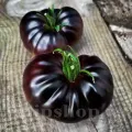 Pachet XXL seminte tomate Black Beauty 600buc.