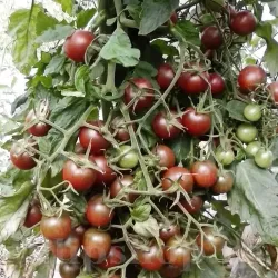 Pachet XXL seminte tomate Black Cherry 2.000buc. Pachet XXL seminte tomate Black Cherry 2.000buc.