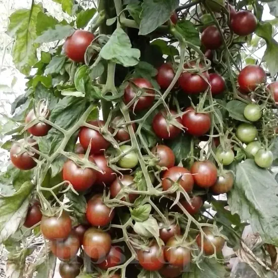Pachet XXL seminte tomate Black Cherry 2.000buc. seminte tomate black cherry pachet xxl distribuitori en gros seminte