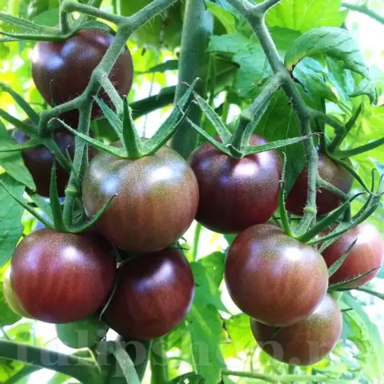 Pachet XXL seminte tomate Black Cherry 2.000buc. seminte tomate black cherry pachet xxl gospodari tomate koktail inchise gradina