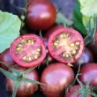 Pachet XXL seminte tomate Black Cherry 2.000buc. seminte tomate black cherry pachet xxl producatori rosii cherry negre 110x110