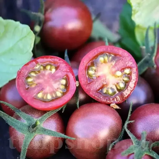 Pachet XXL seminte tomate Black Cherry 2.000buc. seminte tomate black cherry pachet xxl producatori rosii cherry negre