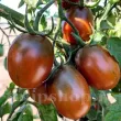 seminte tomate black plum pachet xxl distribuitori en gros seminte 110x110