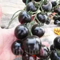 Pachet XXL seminte tomate Blackball 1.000buc.
