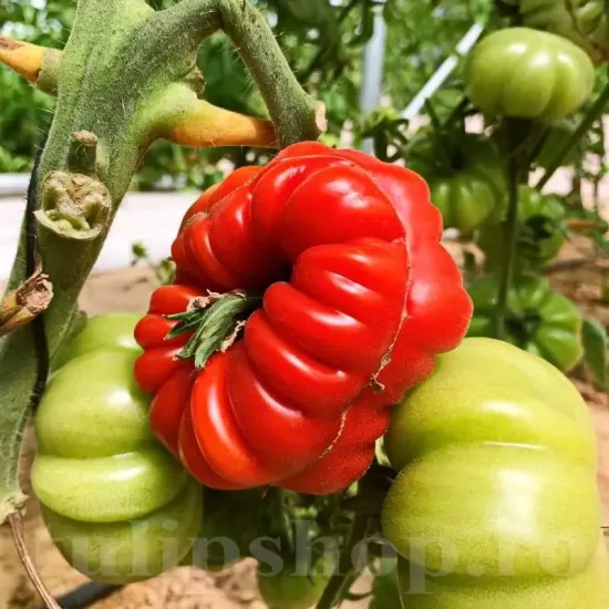 Pachet XXL seminte tomate Costoluto Fiorentino 1.000buc. seminte tomate costoluto fiorentino pachet xxl distribuitori en gros seminte