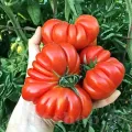 Pachet XXL seminte tomate Costoluto Fiorentino 1.000buc.