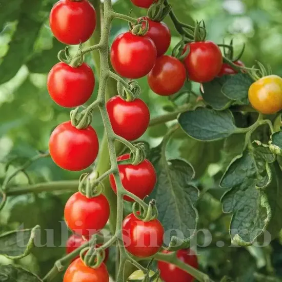 seminte tomate gardeners delight pachet xxl producatori rosii cherry dulci