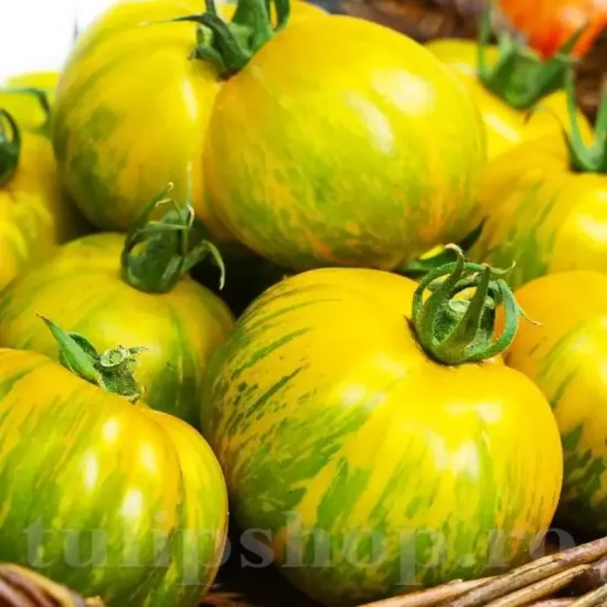 Pachet XXL seminte tomate Green Zebra 1.000buc. seminte tomate green zebra pachet xxl distribuitori en gros seminte