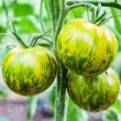 Pachet XXL seminte tomate Green Zebra 1.000buc. seminte tomate green zebra pachet xxl gospodari tomate verzi gradina 110x110